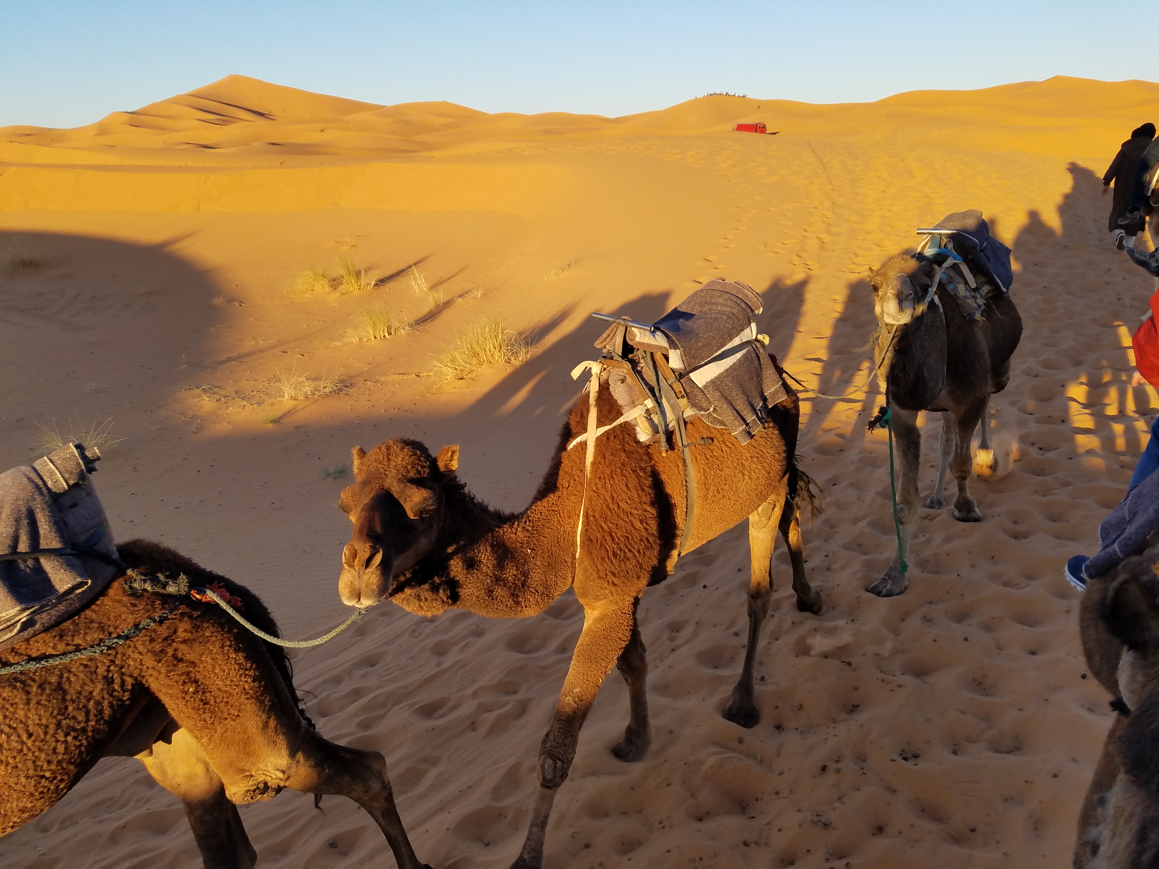 Merzouga Camels