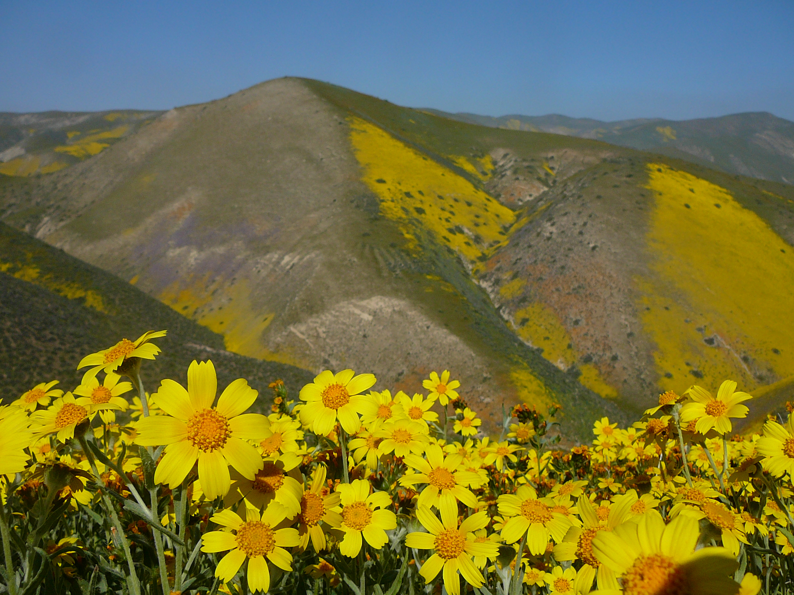 California wildflowers